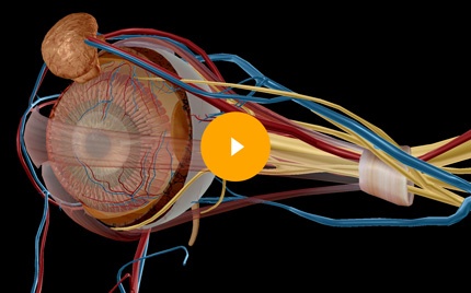 3D Anatomy In Education | Instructor Resources | Visible Body